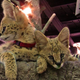 Illustration for article titled ZOMG BABY SERVALS!!!